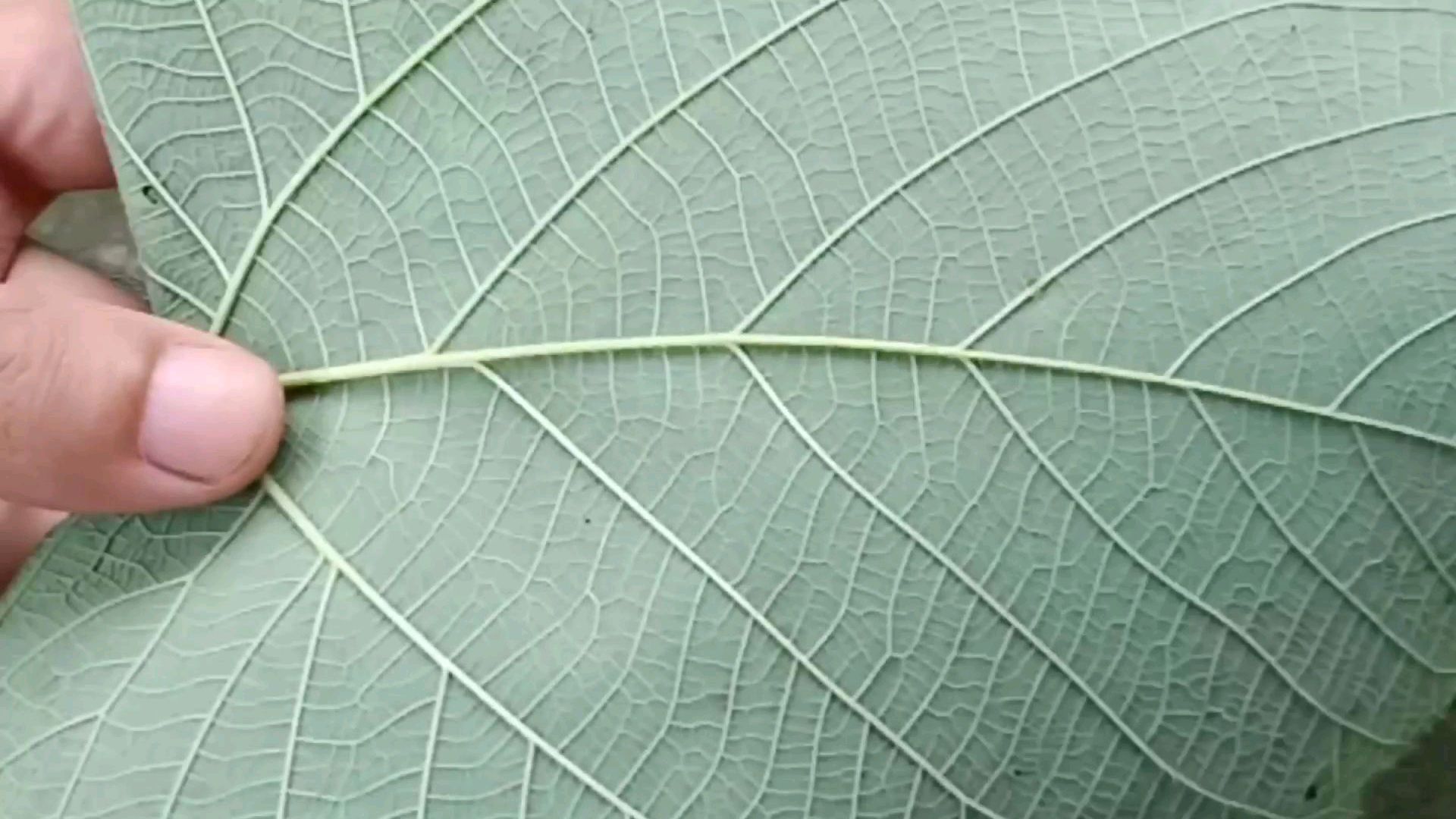 这种植物叶子非常大,它的特点与作用有不少
