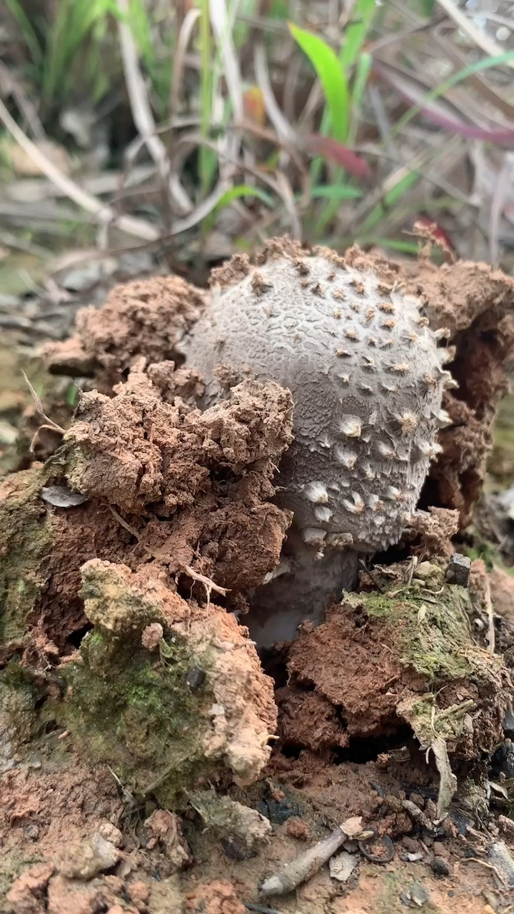 地方俗称油麻菌
