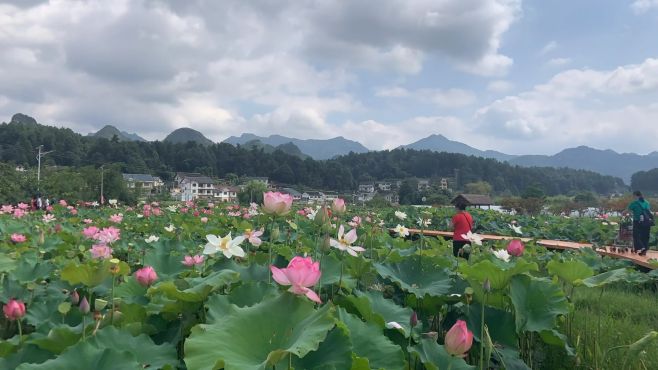 [图]遵义金鼎山镇：莲池荷塘十里香，秋日荷花更娇艳