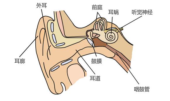 耳窦的位置图片图片