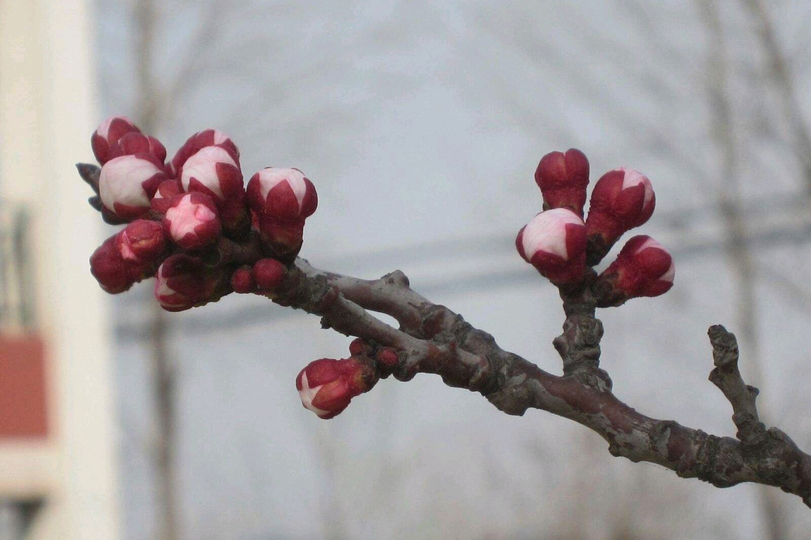 一枝红杏出墙来,叶绍翁这个名句,到底是谁的原创