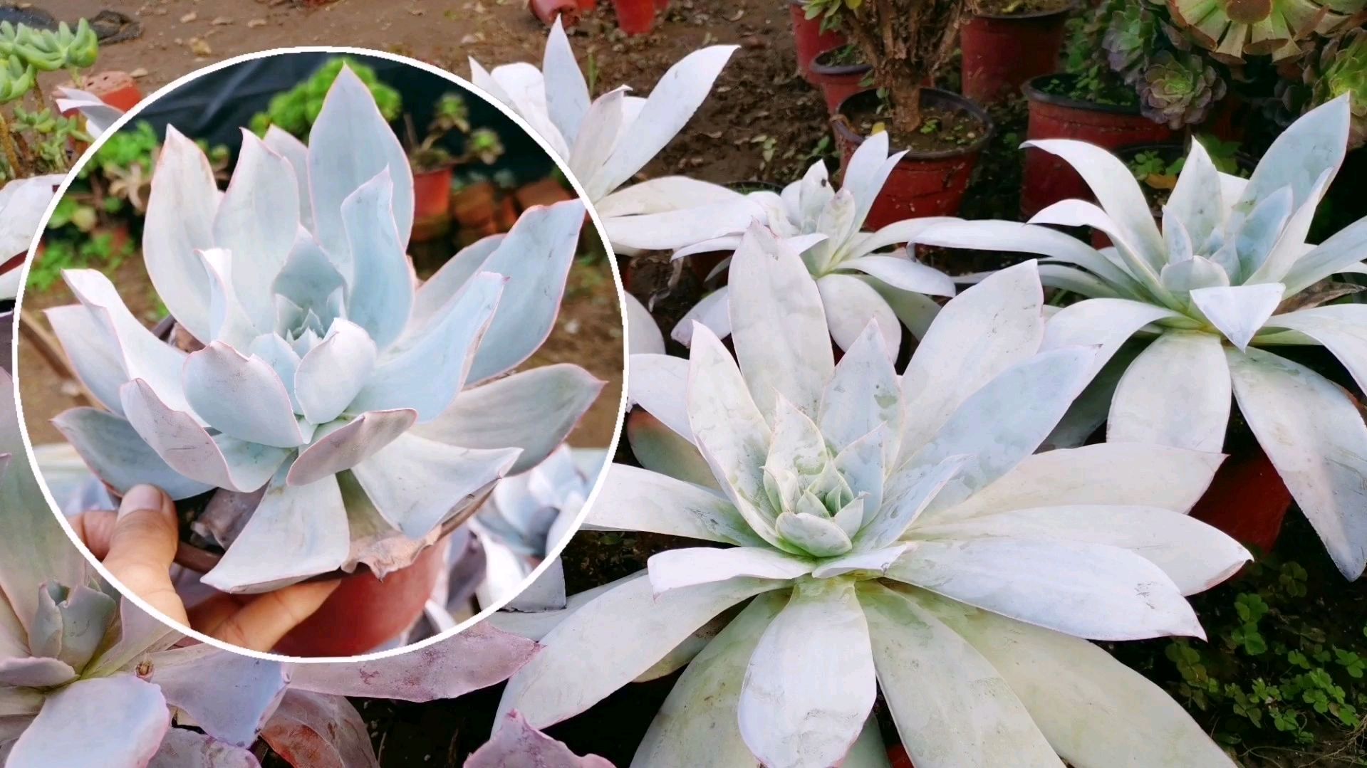 多肉徒长摊大饼适当的修剪让多肉快速恢复到之前的状态