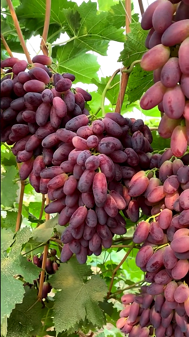 云南马奶葡萄苗价格马奶葡萄苗结果表现丰产性极强树势旺盛