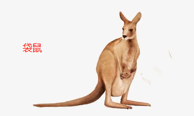 袋鼠的口袋有什么用