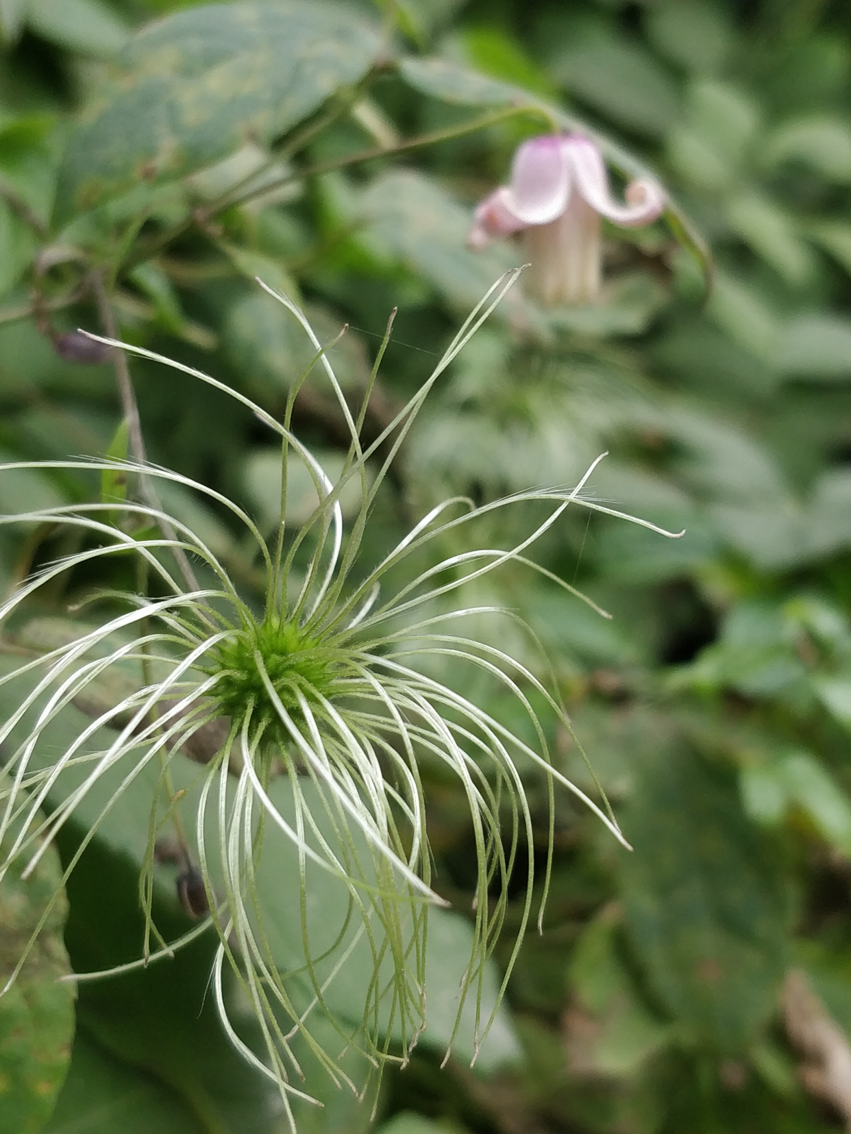 毛蕊铁线莲,花苞像彩色"吊钟",绿绢毛像"佛尘",非常好看!