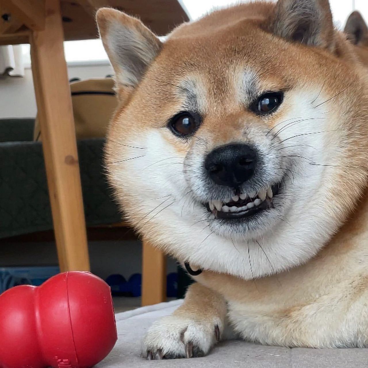 胖柴坏笑,好事来到[坏笑]