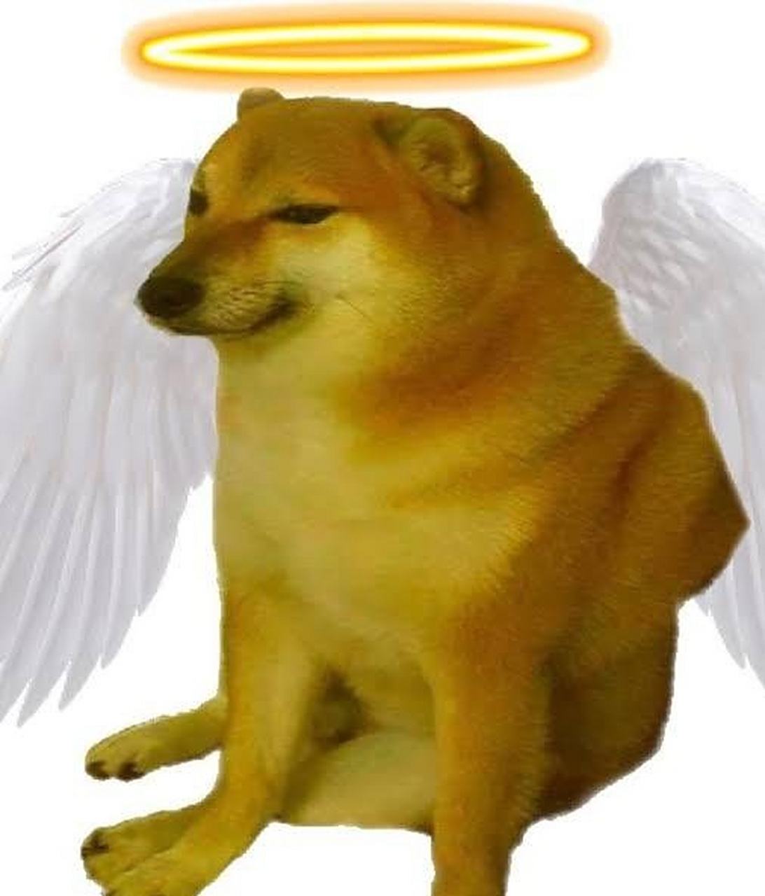 知名迷因 柴犬「cheems」于8月18日去世.