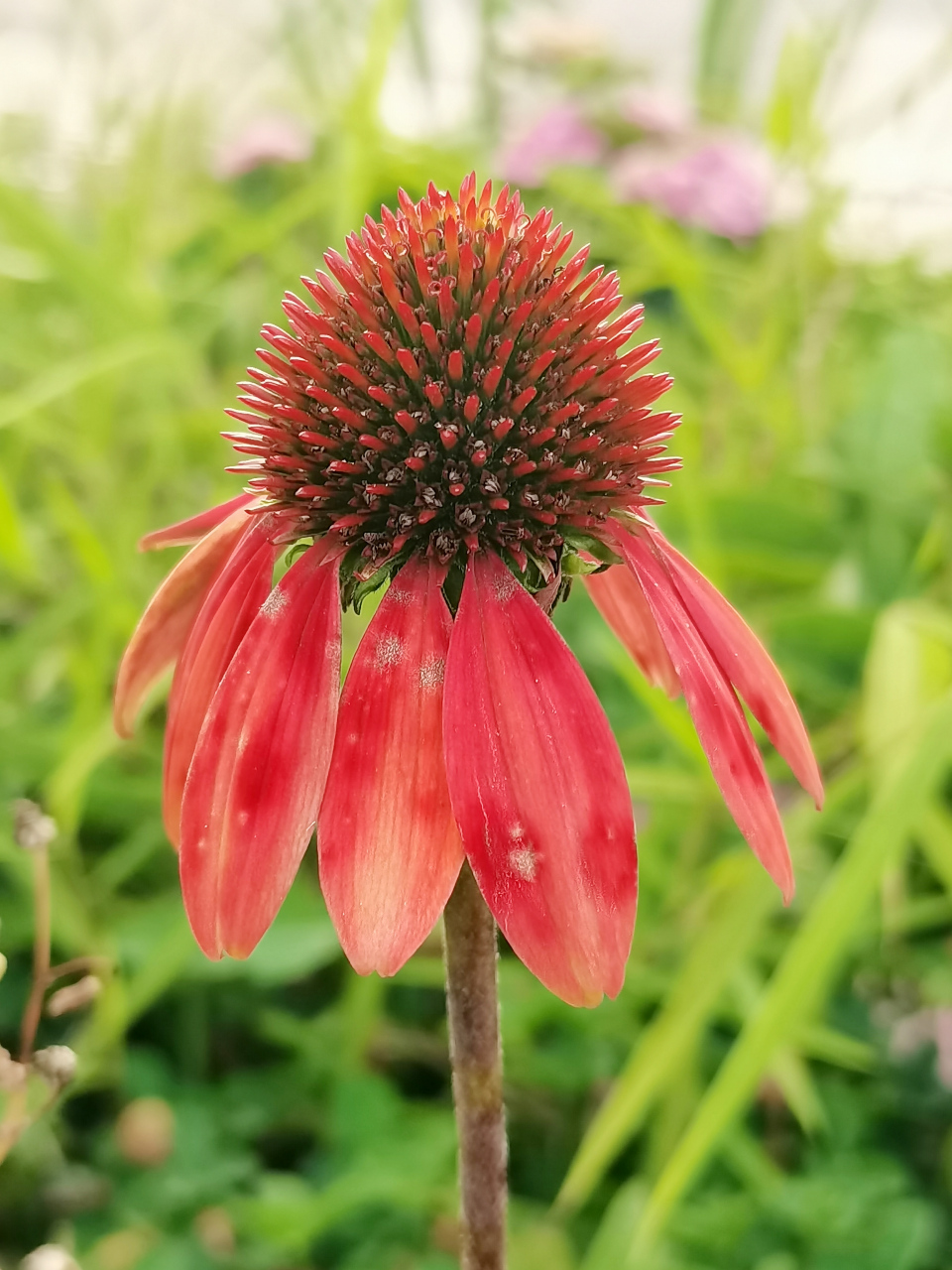 图:松果菊,菊科松果菊属多年生草本植物.