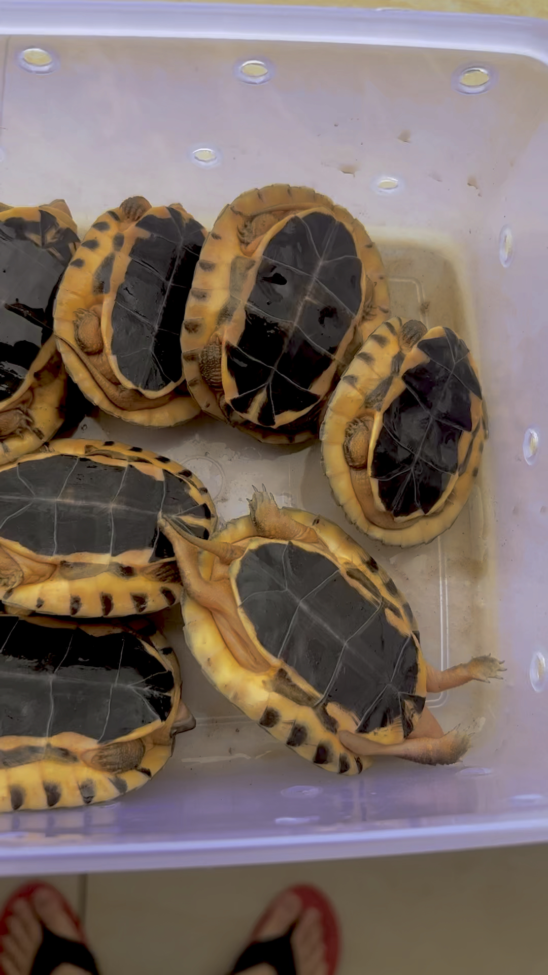 越南血红金钱龟大苗,健康全品,0风险养户玩家首选投资产品,35克-55克