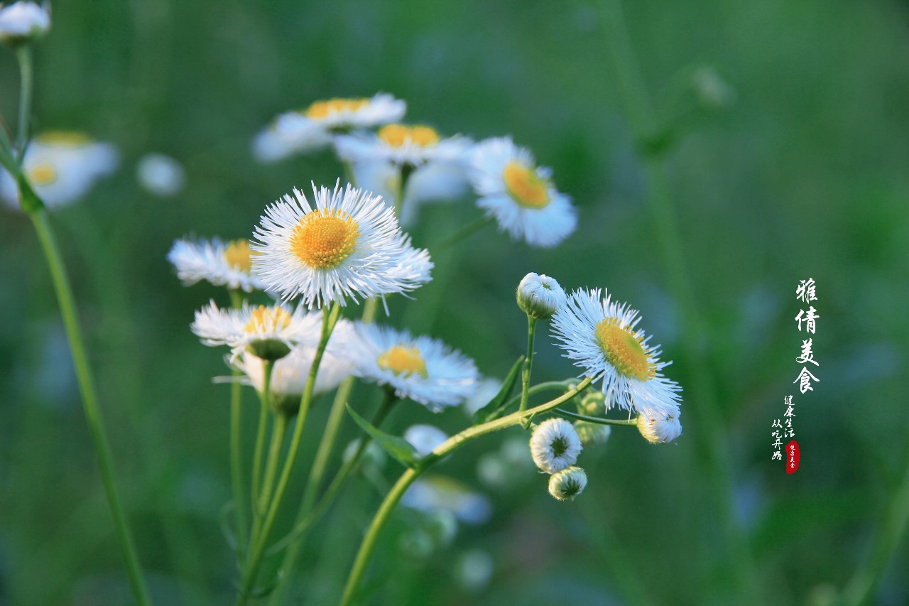 俗称"瞌睡草",又叫"牙肿消",农村荒地常见,却是多功能药材