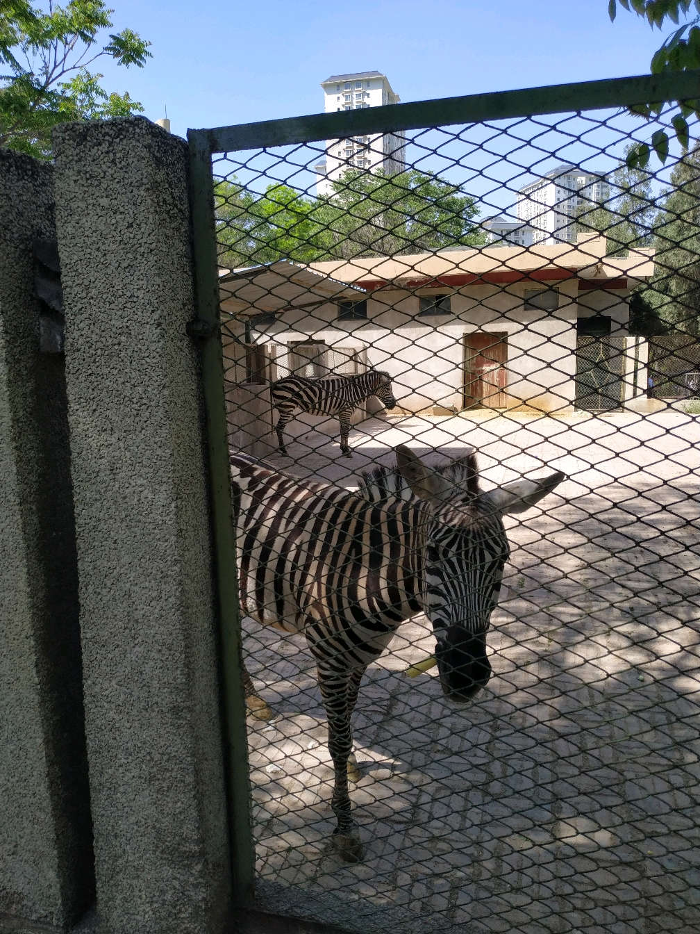 為了更多人尋找童年的回憶,即將搬遷的蘭州動物園開啟了免費模式