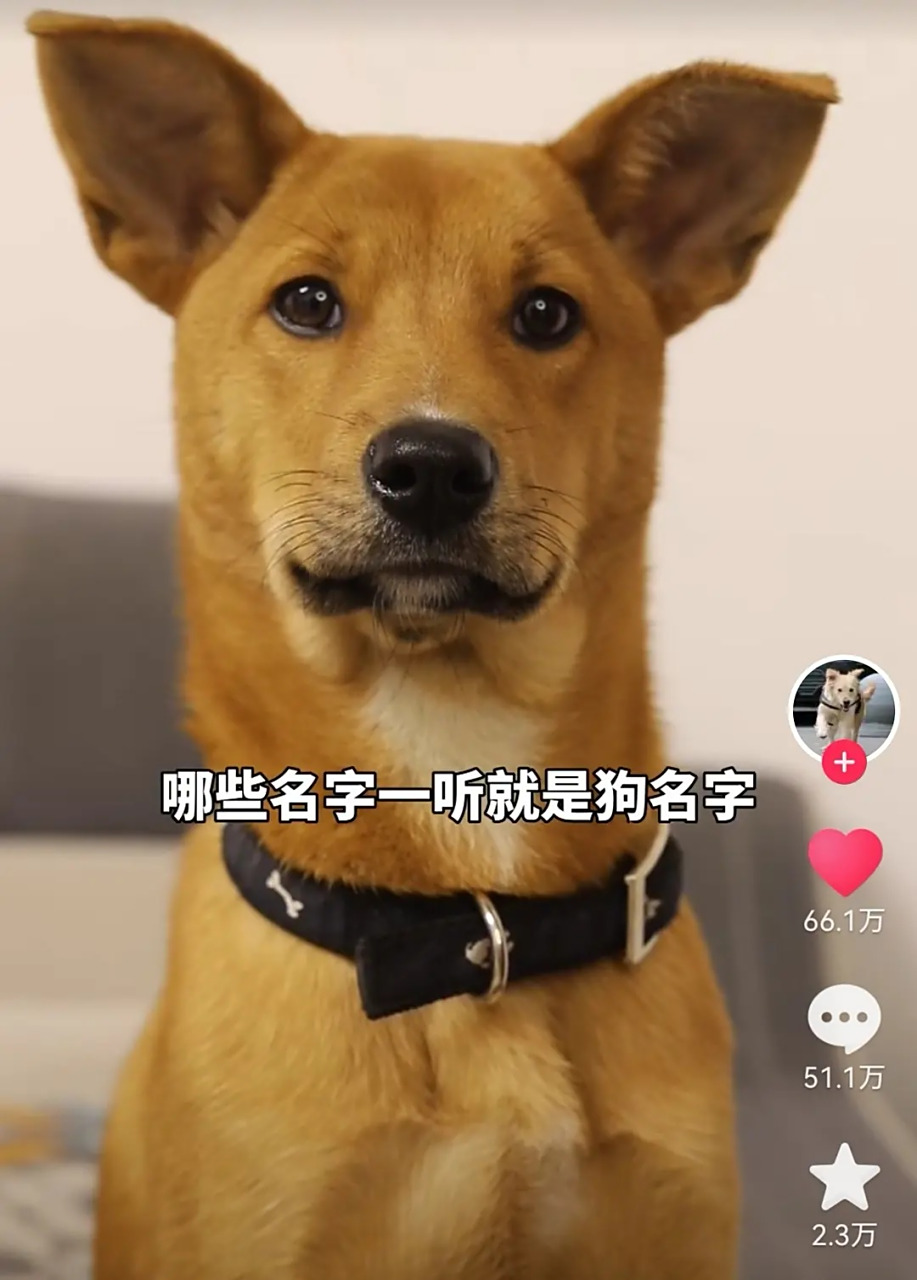 哪些名字一听就是狗名字? #趣图搞笑# #搞笑