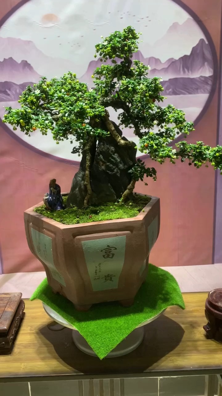 满树果子的一棵附石福建茶盆景大家觉得怎么样?-度小视