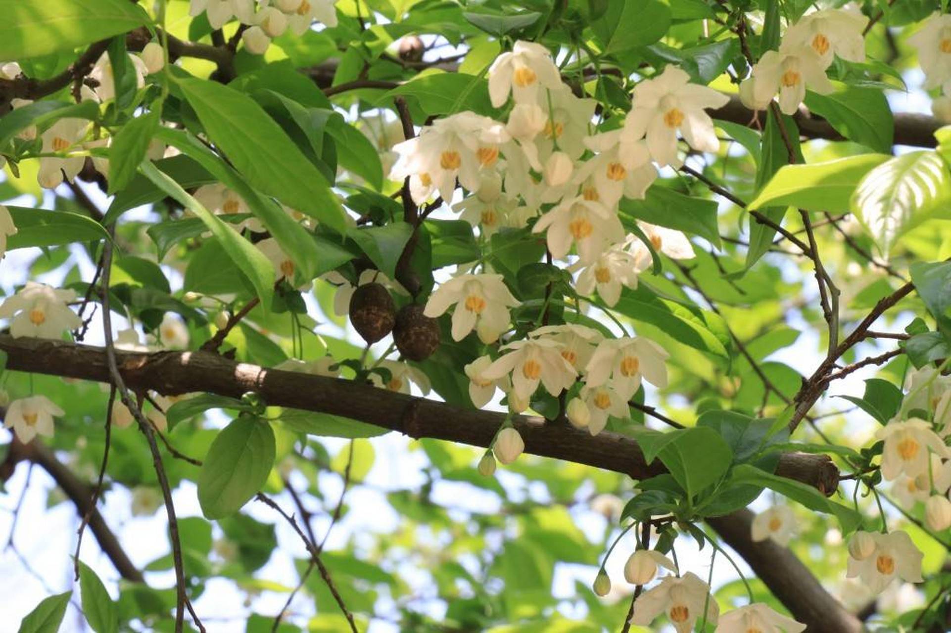 世界上绝无仅有的濒危物种——秤锤树(别名秤砣树),是中国独有的特色