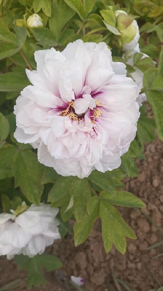 白色的牡丹花,洛阳王城公园精品白牡丹