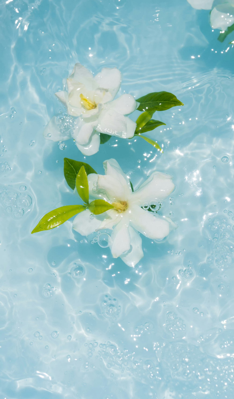 栀子花壁纸版来啦 67