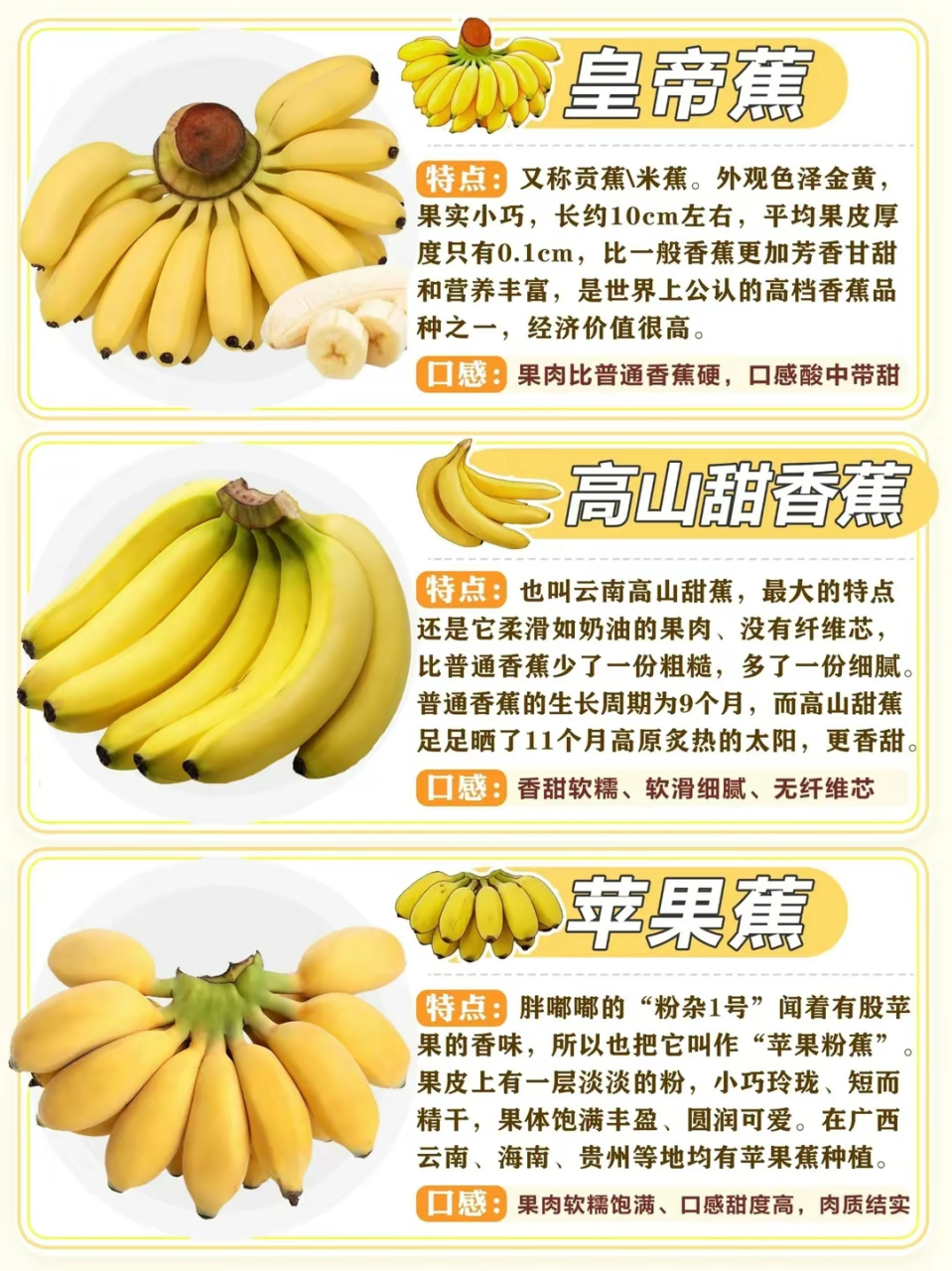 常见香蕉的品种及区别 皇帝蕉 特点: 又称贡蕉米蕉
