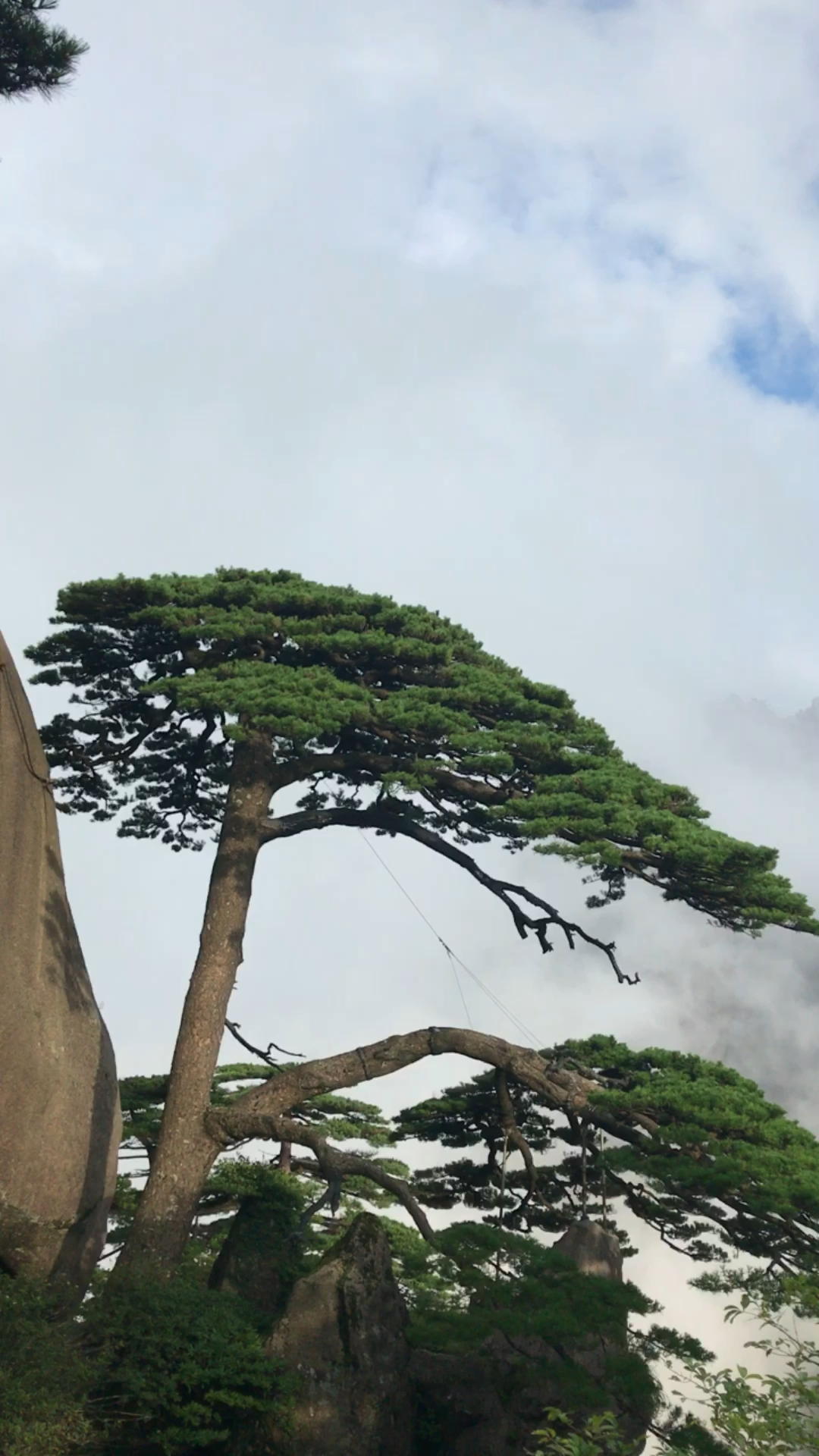 黄山的迎客松,黄山的云海,真是一绝!不愧为"黄山归来不看松"!