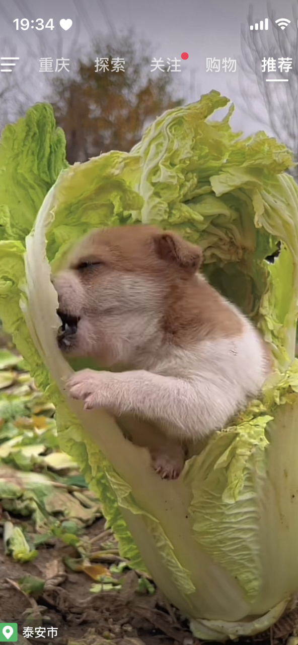 白菜不一定是被猪拱的,也有可能是被狗啃的[捂脸]