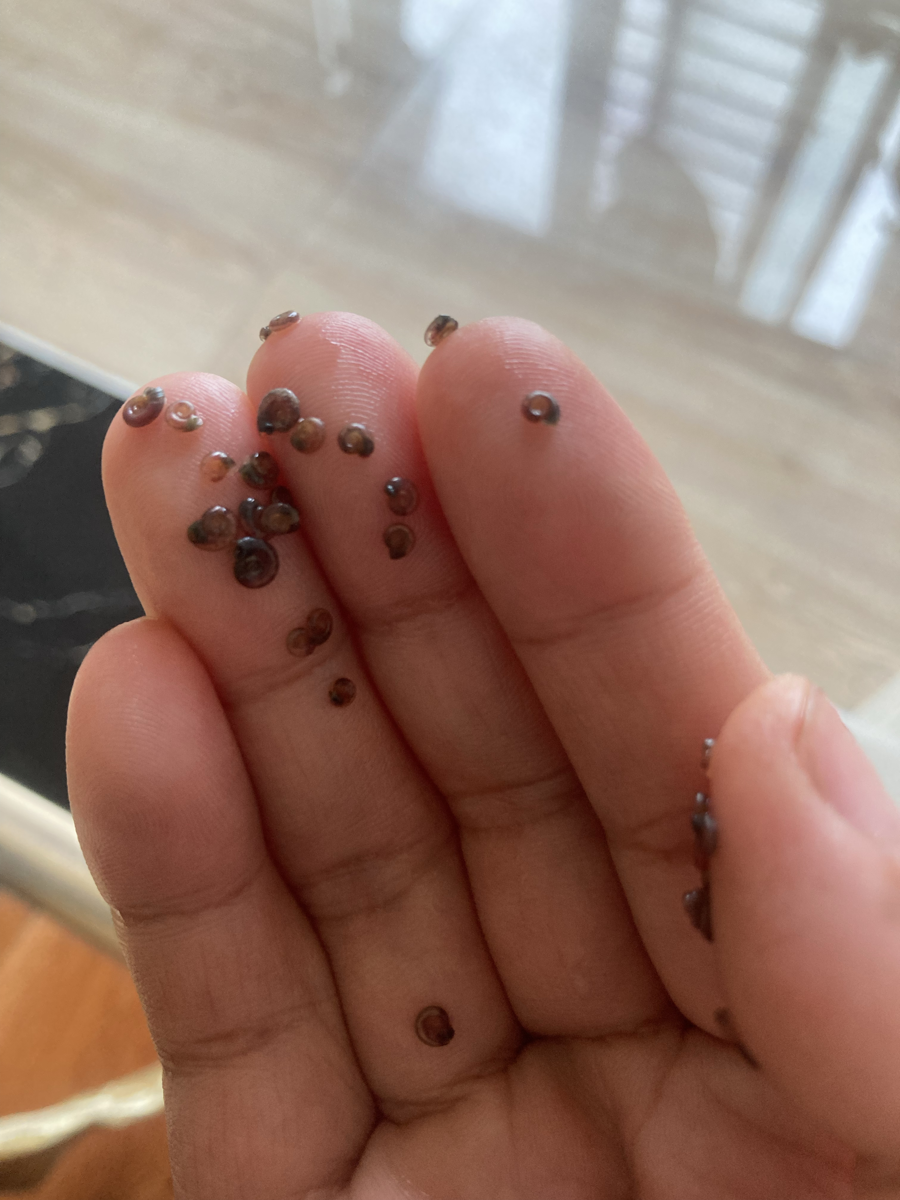 我家鱼缸为何生出许多小螺螺?怎么都消灭不掉