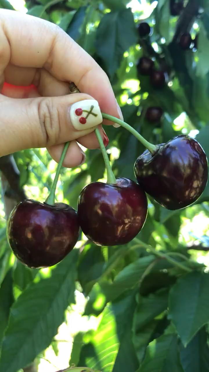 塔玛拉樱桃苗价格 塔玛拉樱桃苗品种介绍 果实个头大 汁水多口感甜