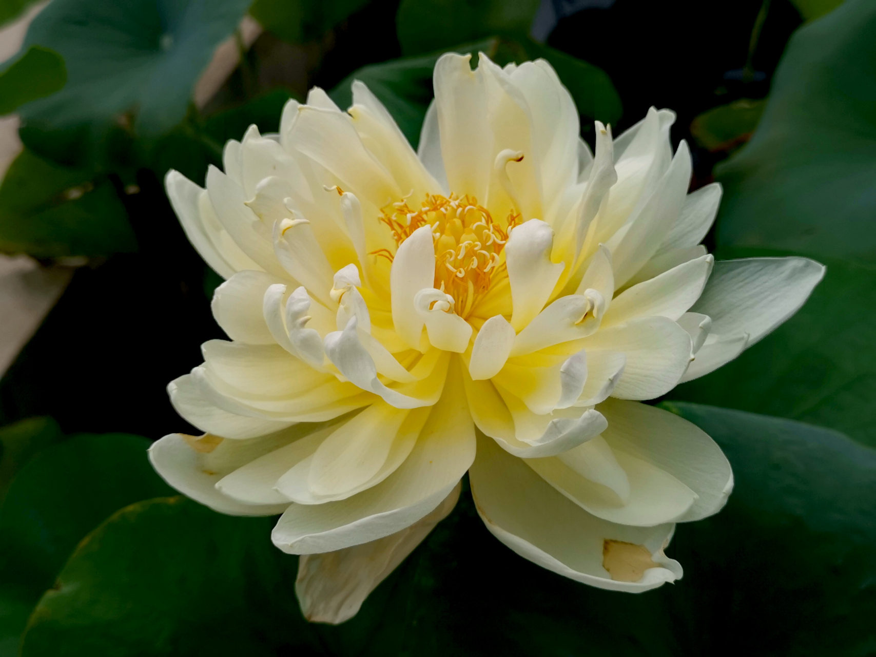 九月动态激励计划# 荷花——黄牡丹 大中花群,重瓣类,白碗莲组荷花.