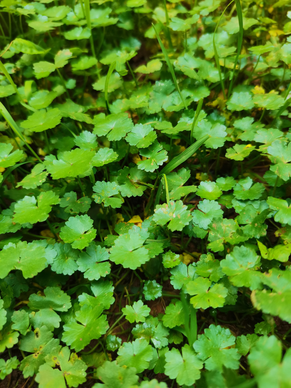 天胡荽(suī)(鱼鳞草)  7815五加科天胡荽属草本植物.