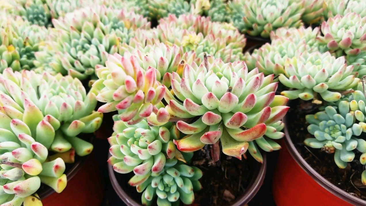 云南多肉植物种植,蓝精灵又名蓝苹果的养护方法