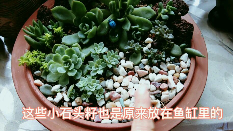 用砂锅盖做个多肉拼盘,自从养了多肉感觉万物都可做花盆