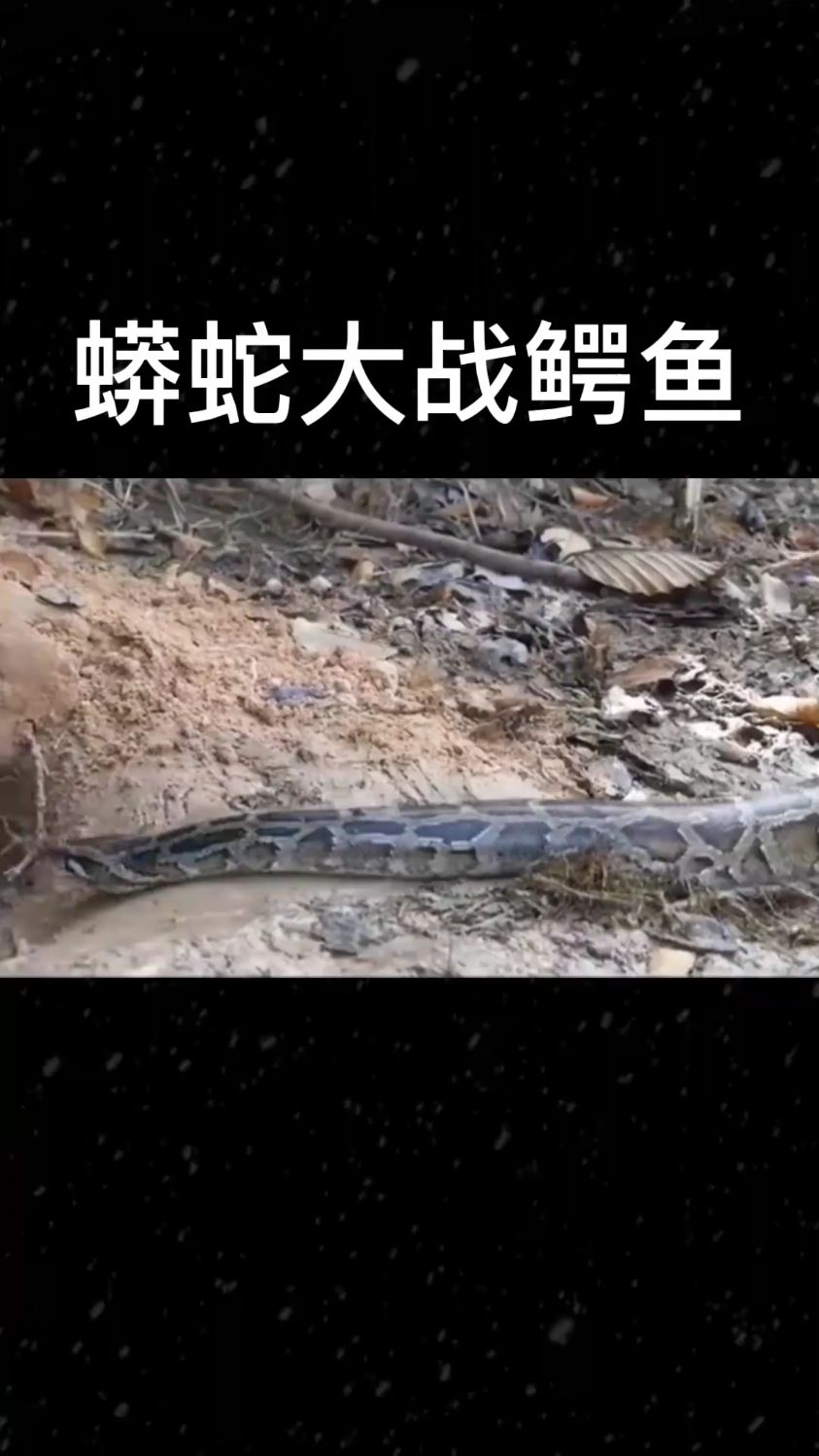 蟒蛇大战鳄鱼,鳄鱼最终蟒蛇紧紧缠绕.-度小视