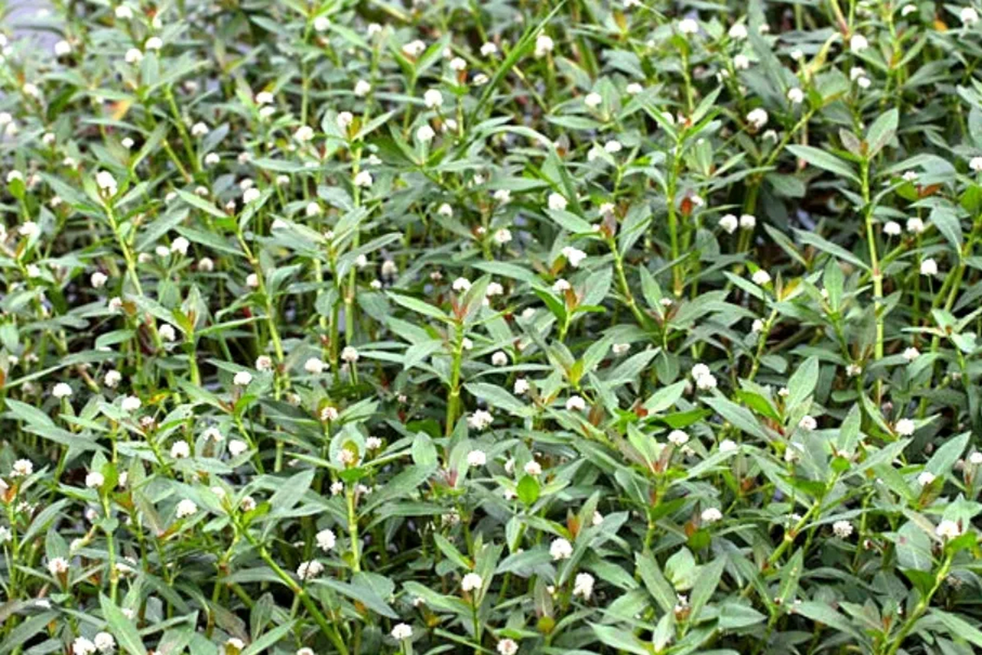 老人俗称"满天星",又被誉为"止痒克星",2023年农村人基本都认识,别