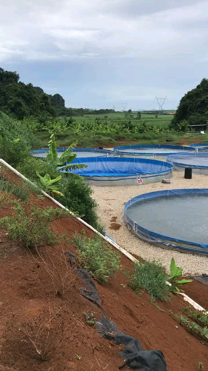 鲈鱼养殖基地采用镀锌板帆布水池帆布水池