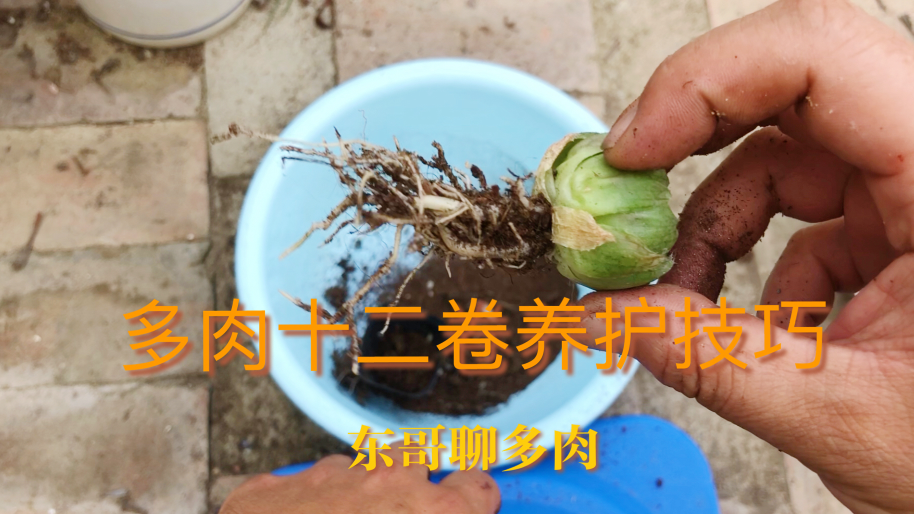 多肉另类矛盾体,玉露、万象、寿、玉扇十二卷属多肉种植技巧