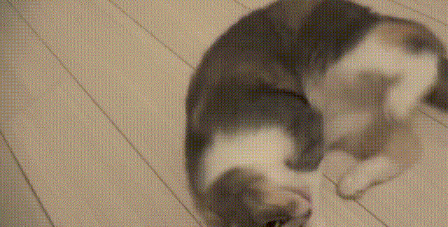 可爱的猫咪除了喵喵叫,还会用独特的身体语言告诉你它的心情哦~这一份