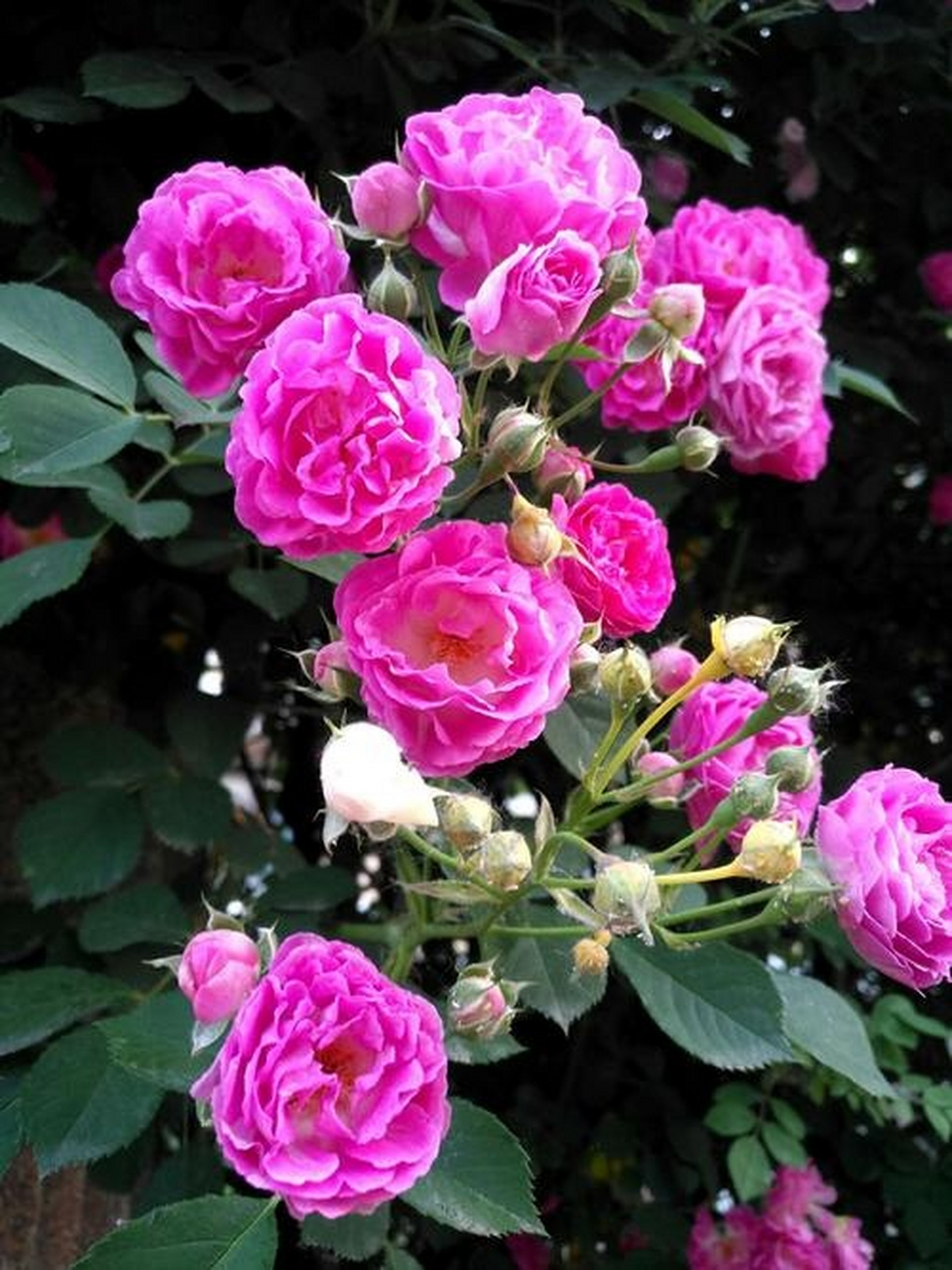 粉团蔷薇,美醉人间!#潜力作者扶持计划