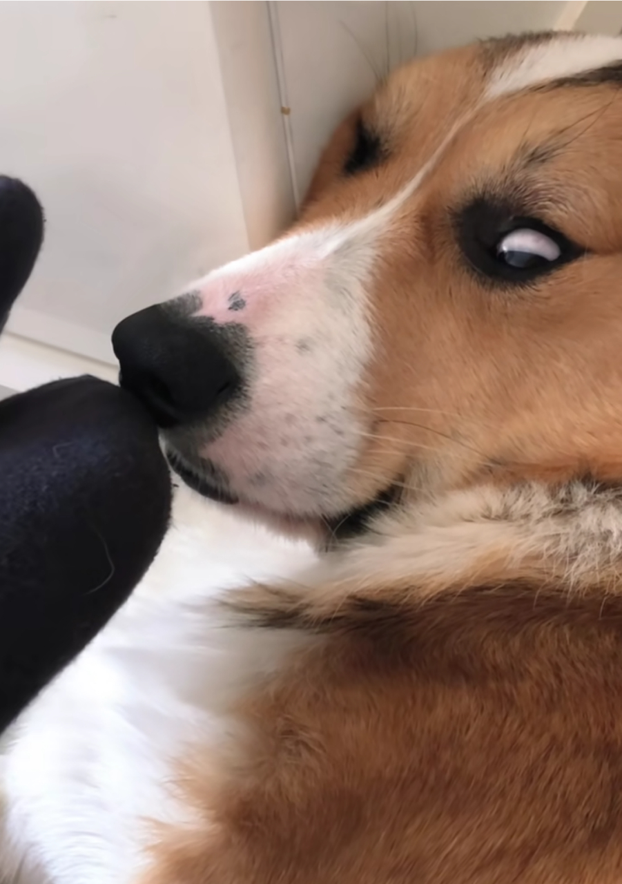 哈哈哈,这袜子是有多臭啊,把狗子熏的都翻白眼了!#狗狗