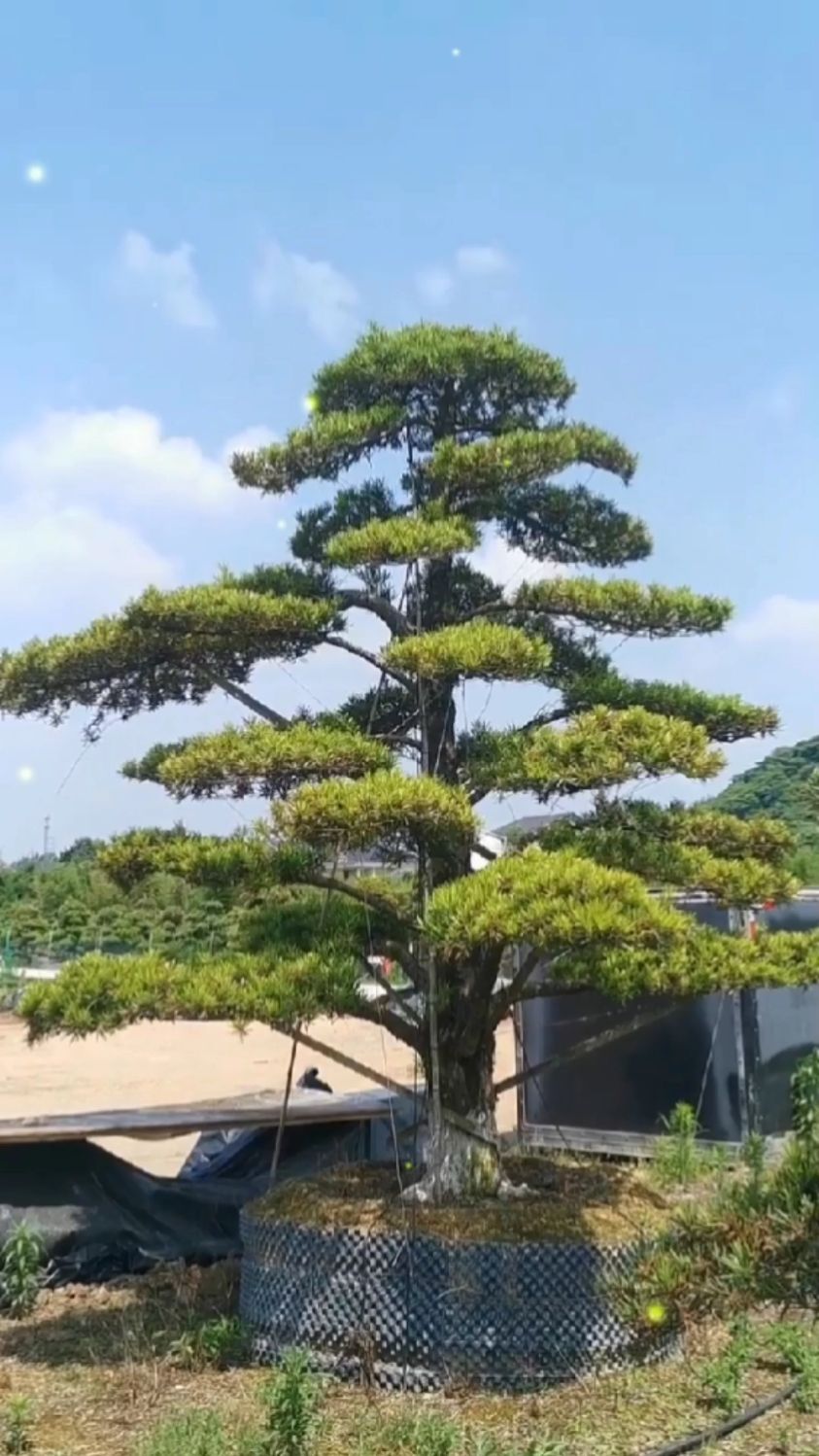 大型地栽罗汉松,你觉得值多少?-度小视