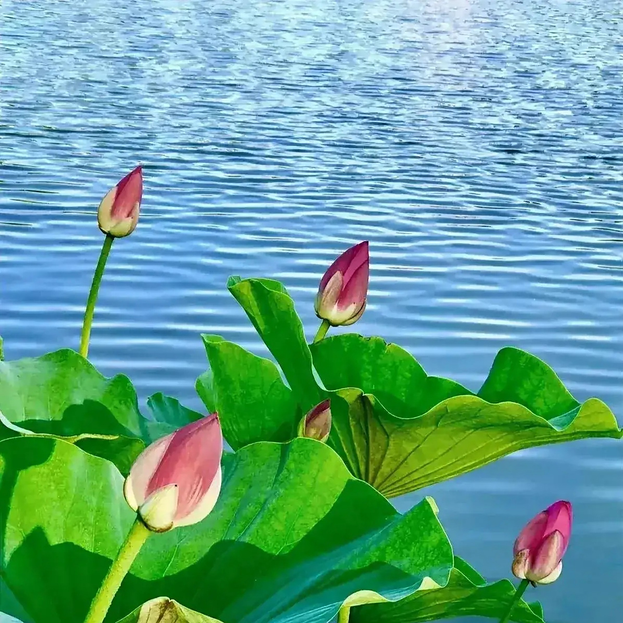 97荷花盛开90清风自来90好运莲莲90