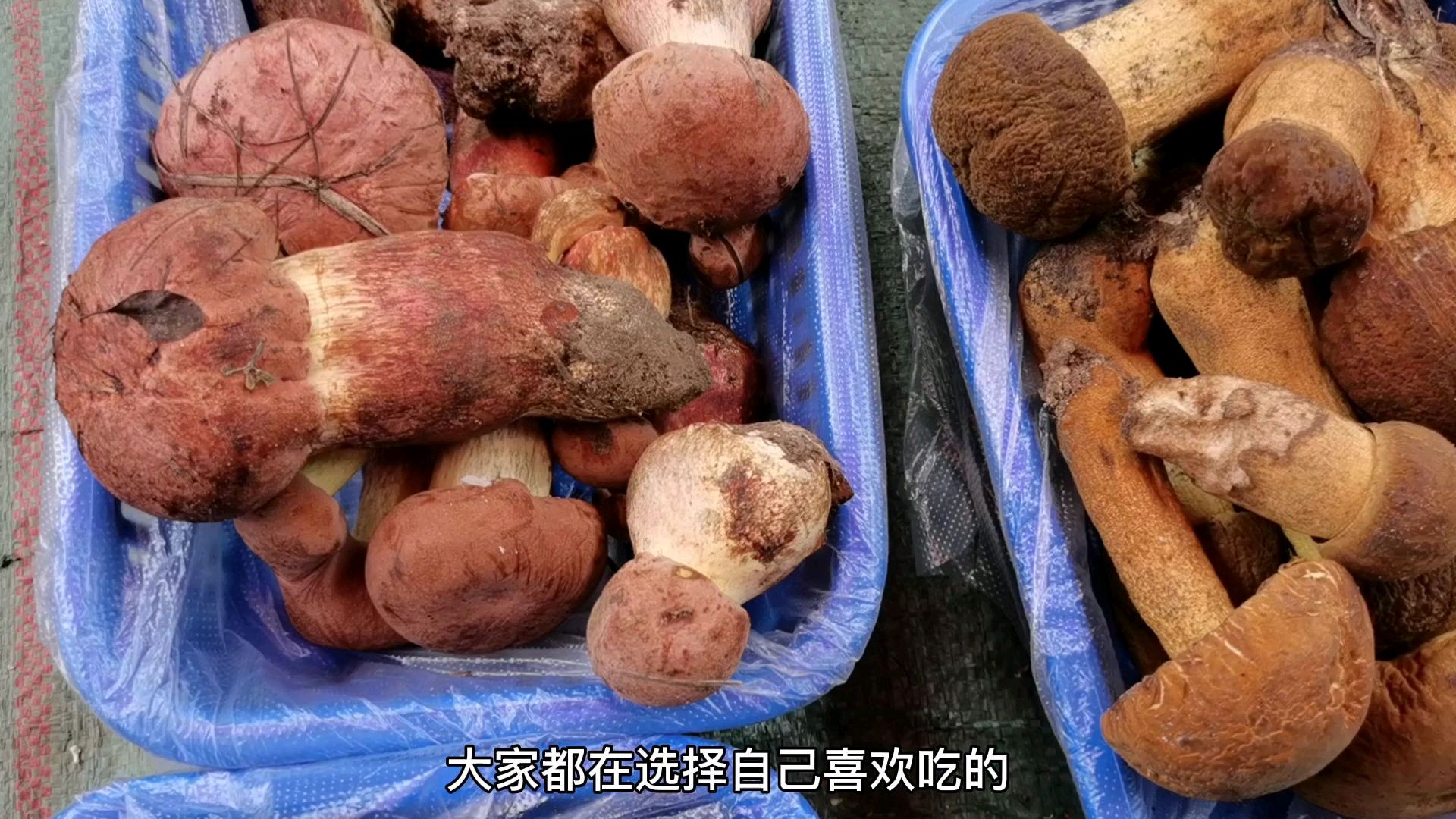 云南稀奇野生菌上市,琳琅满目,懂的人不贵,不懂的人根本不敢吃