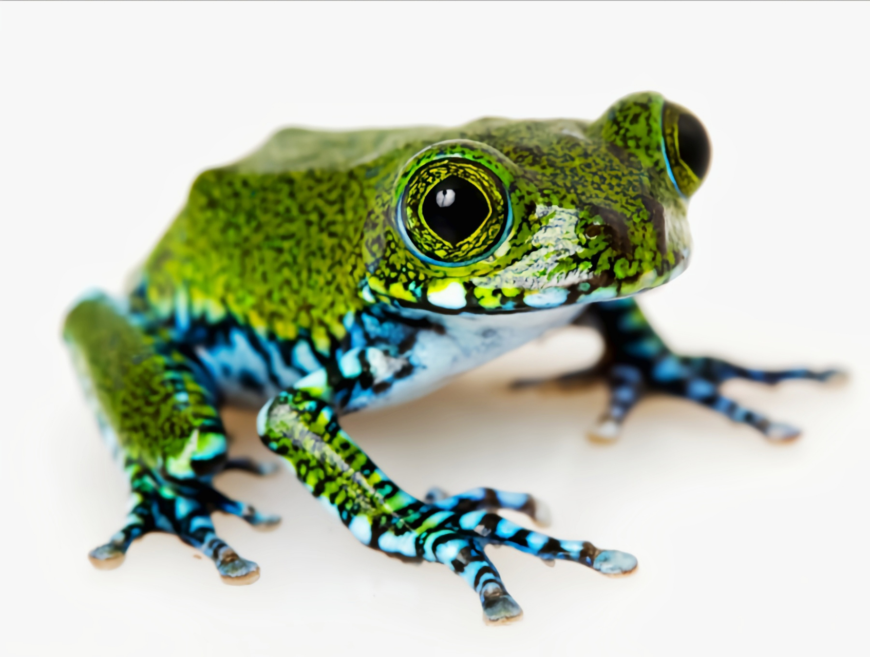 每天认识一种动物——孔雀树蛙 孔雀树蛙别名虫纹小黑蛙,非洲大眼树蛙