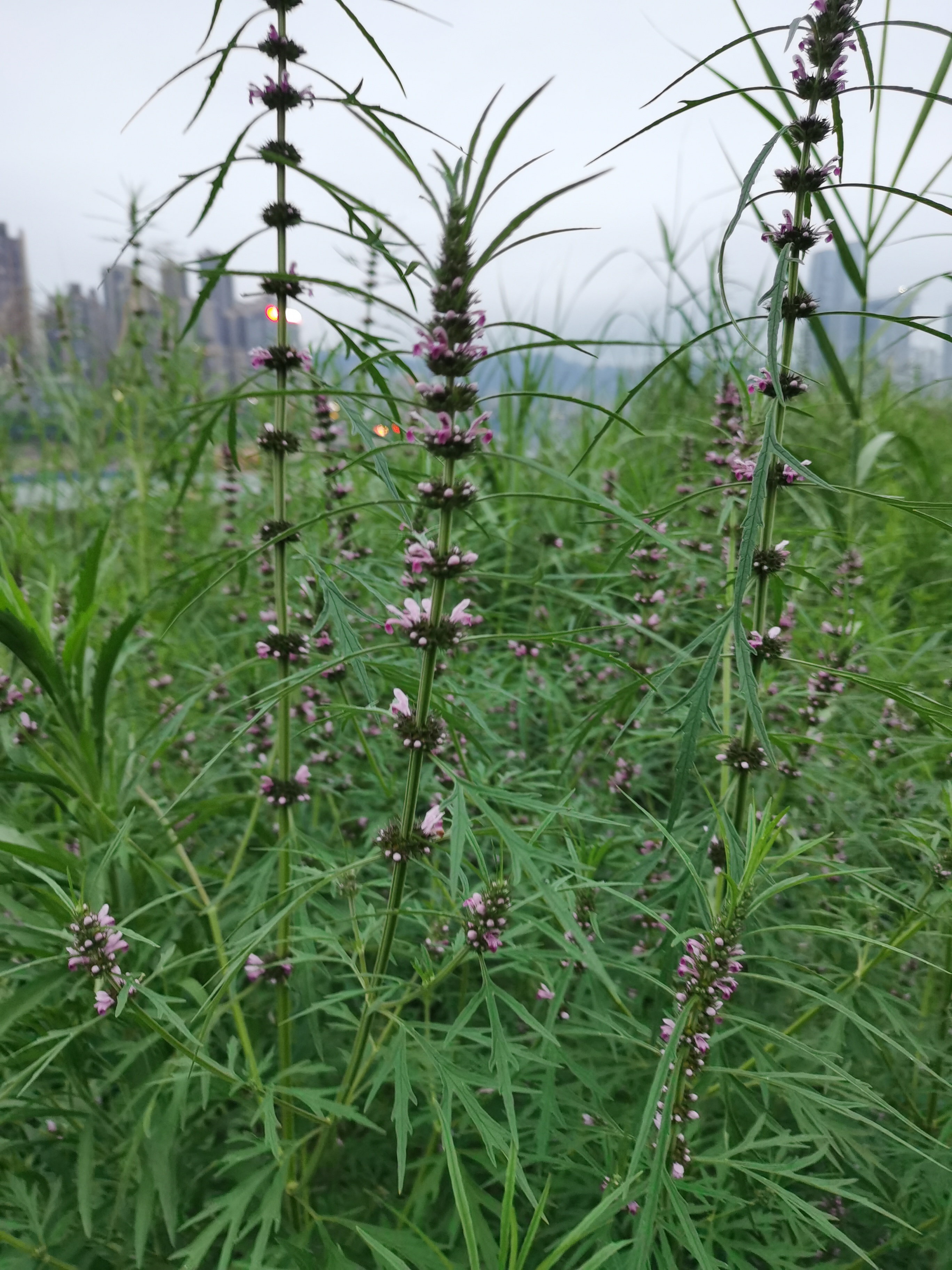 朝天门长江大桥北桥头:野生益母草