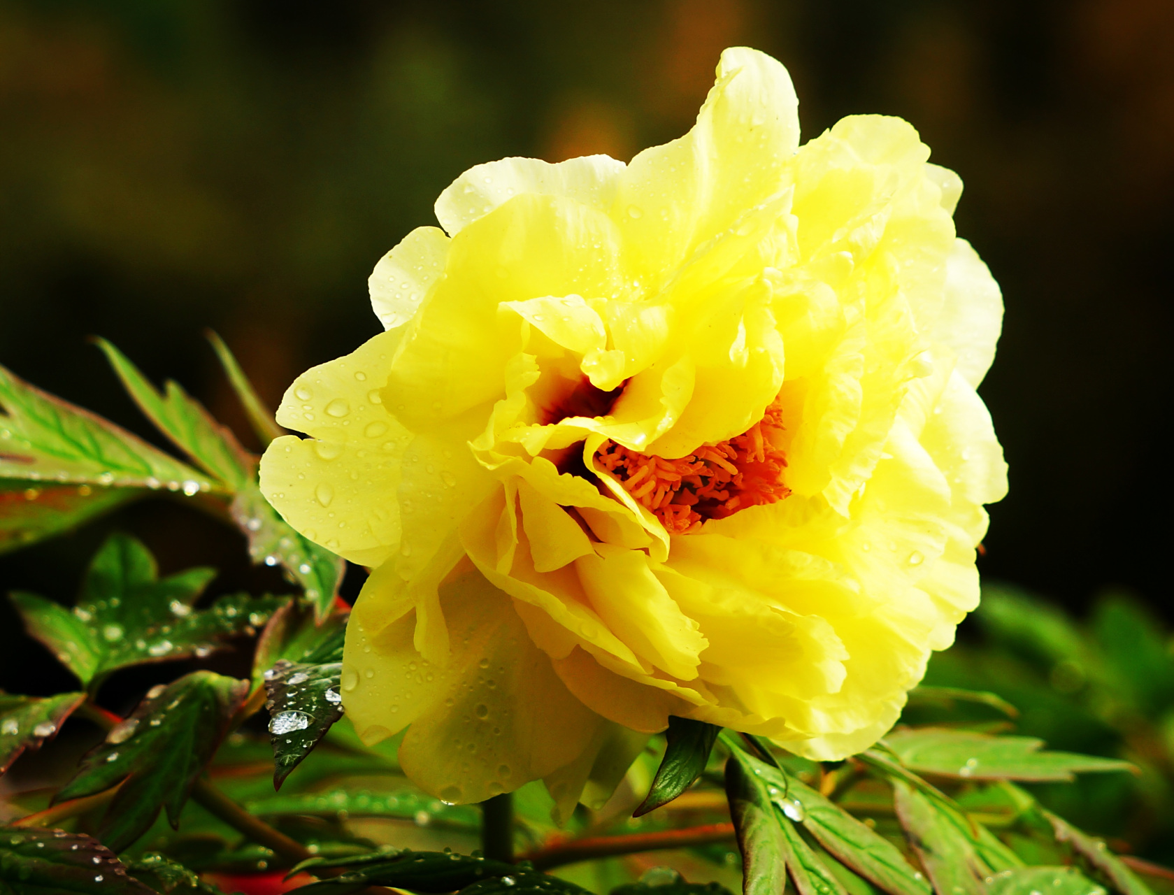 九月动态激励计划# 牡丹——姚黄  姚黄是一种牡丹花品种,花朵开放