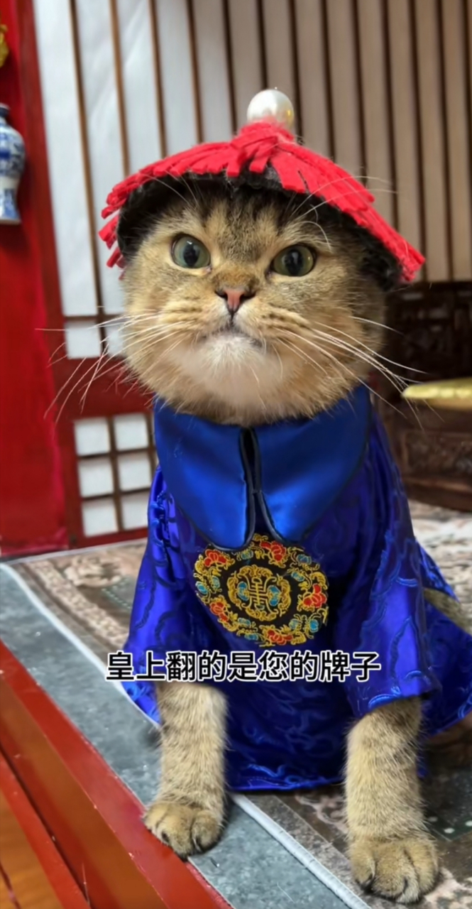 猫演的太监和公主还真像!导演太有创意了![good][good][good]