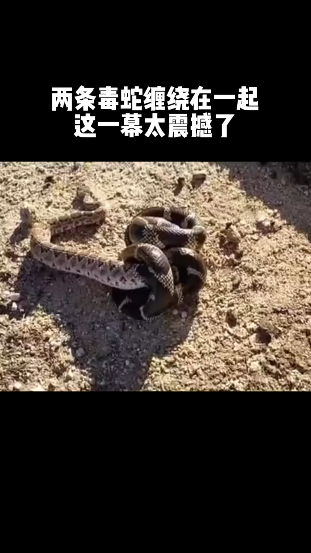 两条毒蛇缠绕在一起,这一幕太震撼了