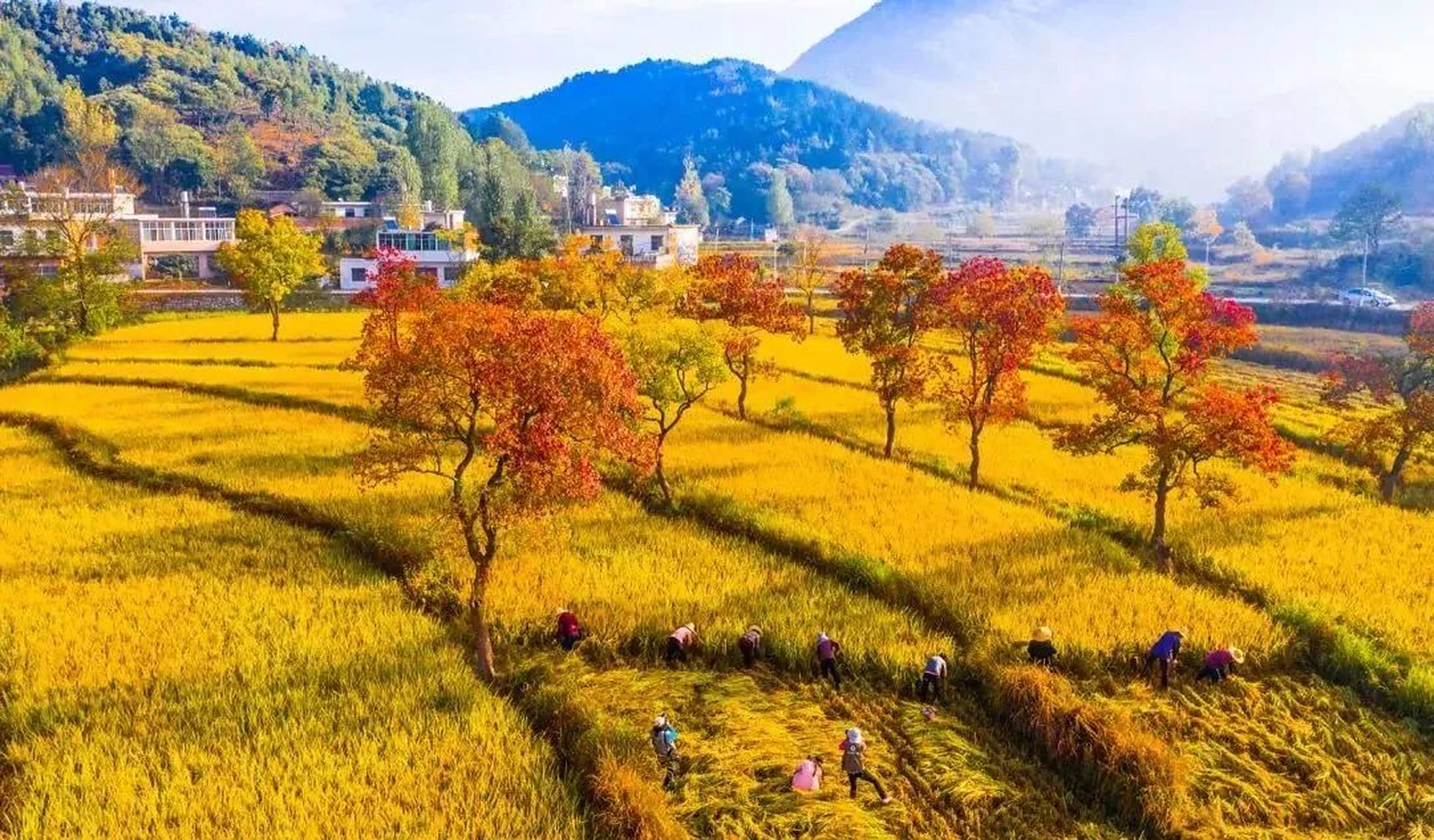 我眼中的秋天# 河南省信阳市商城县里罗城村又到了一年中最美的季节