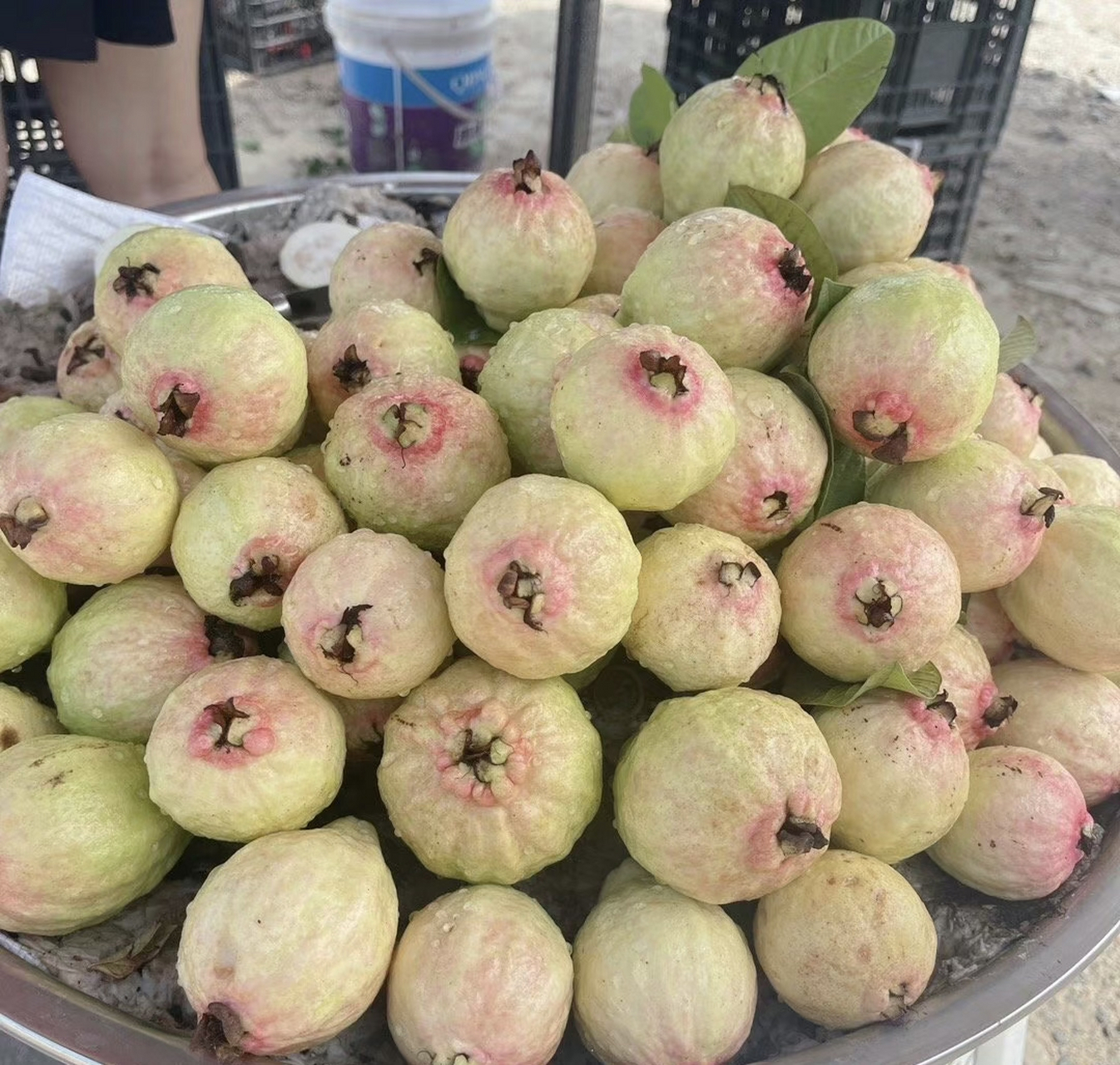 鸡屎果,看着挺好看,不知道什么味道?