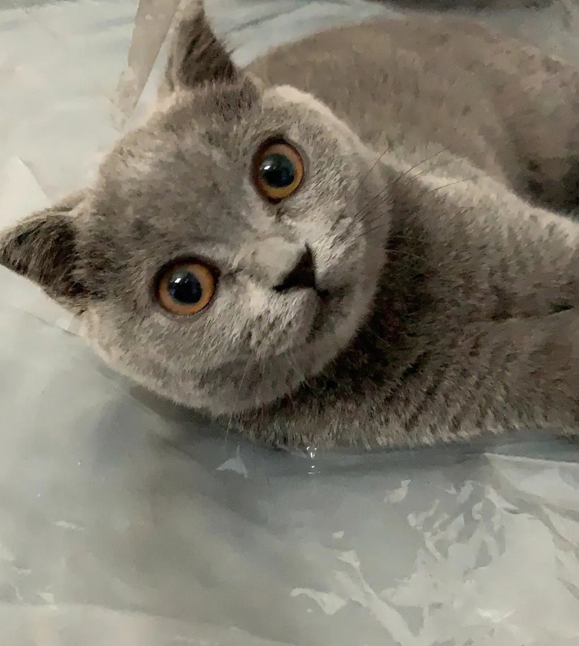 蓝猫,毛发浓密,身体矮胖