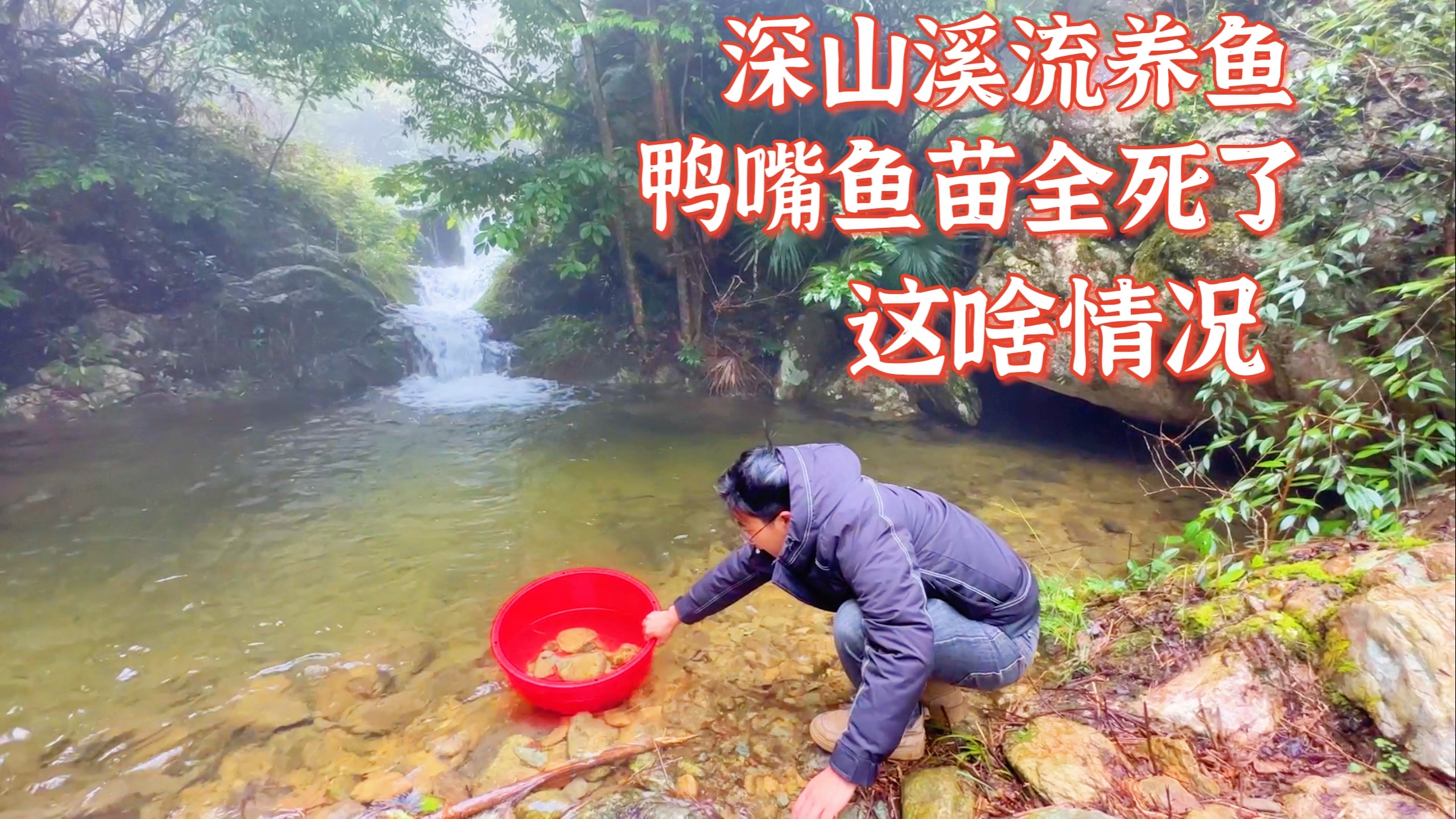 恢复深山小溪生态第20天,鸭嘴鱼苗全军覆没。草鱼和鲤鱼养活了