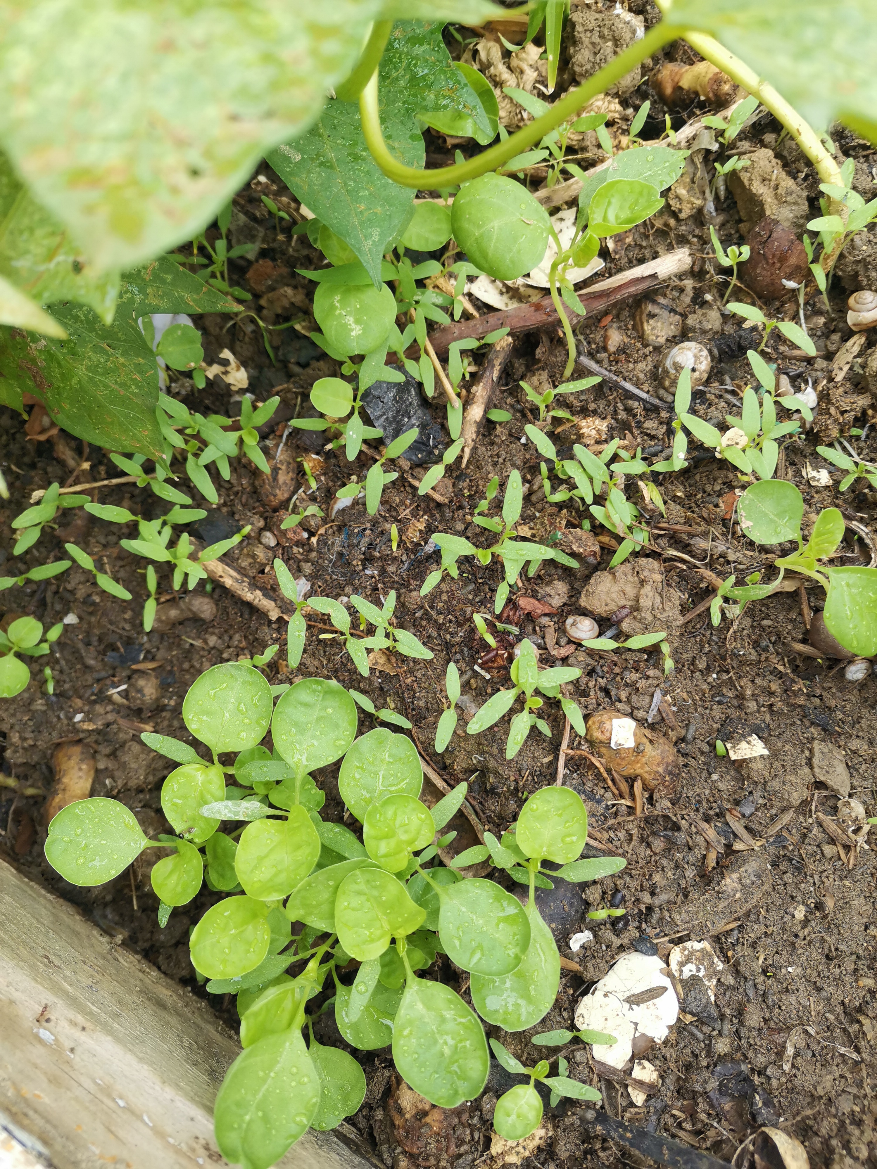 寻找百度ai写手计划# 花开花落,春去冬来,不知不觉种这个苋菜已经是