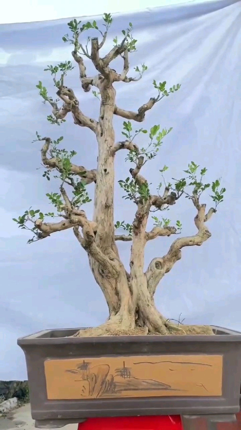 分享一棵老桩九里香盆景